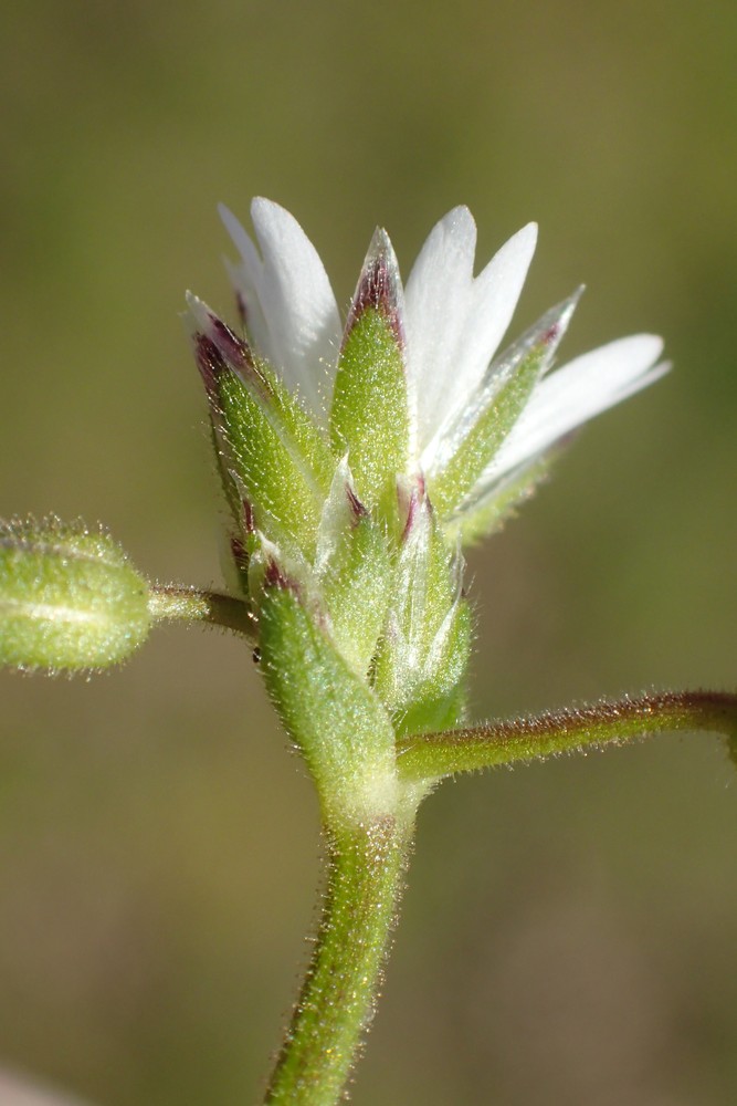 Cerastium glutinosum (door Stef van Walsum)