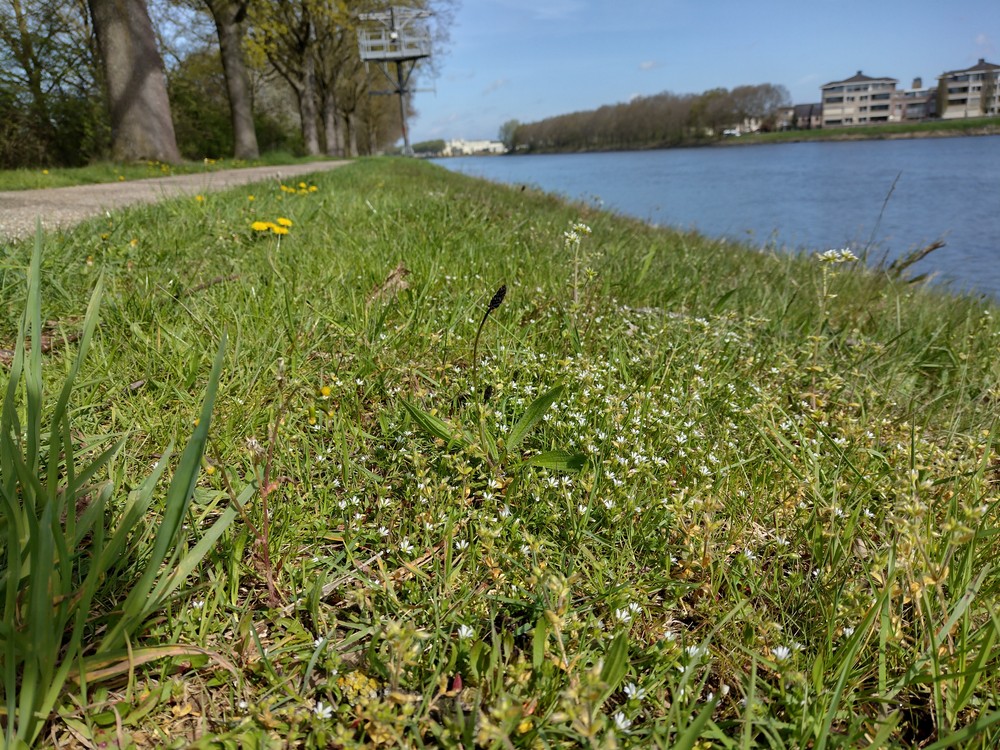 Cerastium glutinosum (door Stef van Walsum)