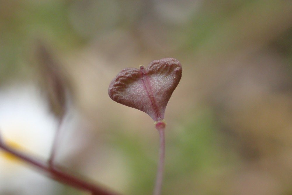 Capsella rubella (door Stef van Walsum)