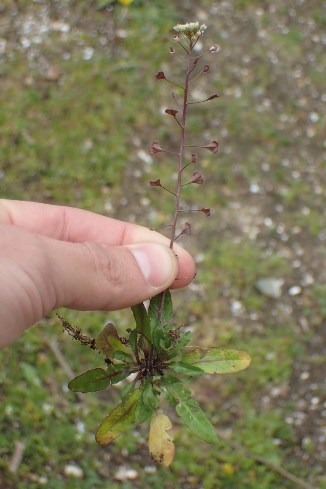 Capsella rubella (door Stef van Walsum)