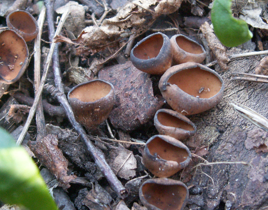 Dumontinia tuberosa (door Paul Coene)