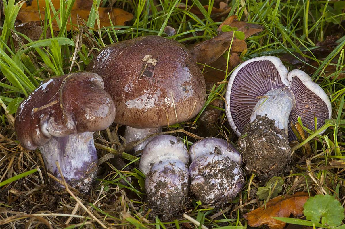 Cortinarius collocandoides (door Nico Dam)