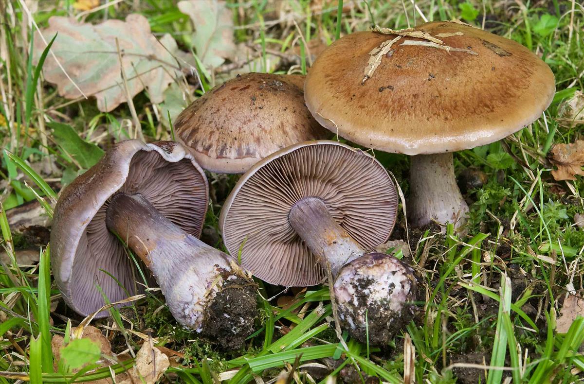 Cortinarius collocandoides (door Peter Verstraeten)