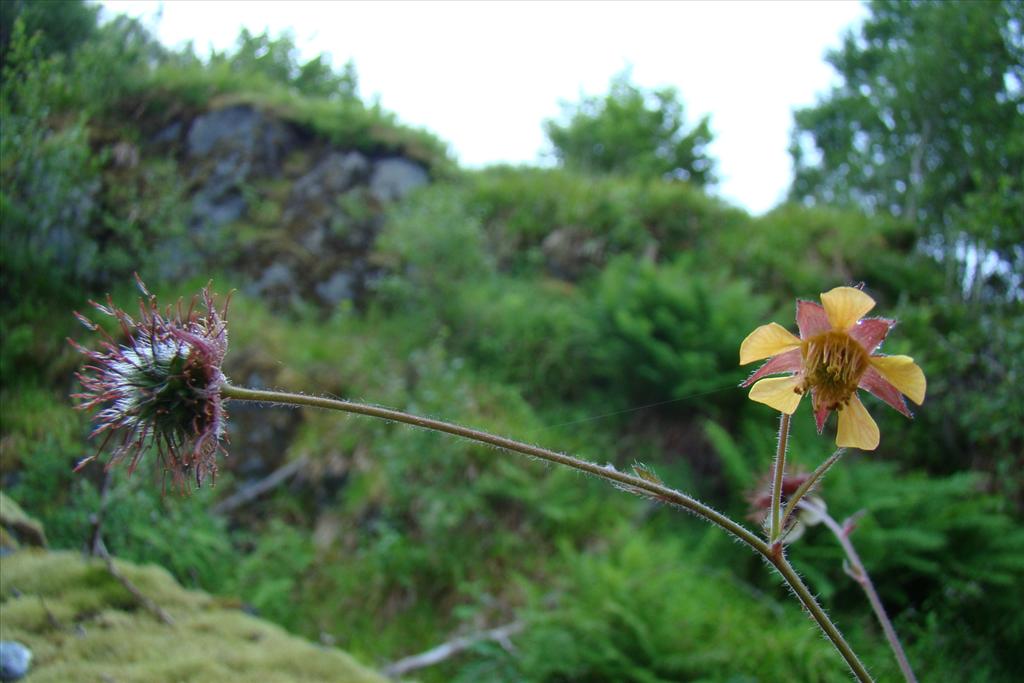 Geum x intermedium (door Joop Verburg)