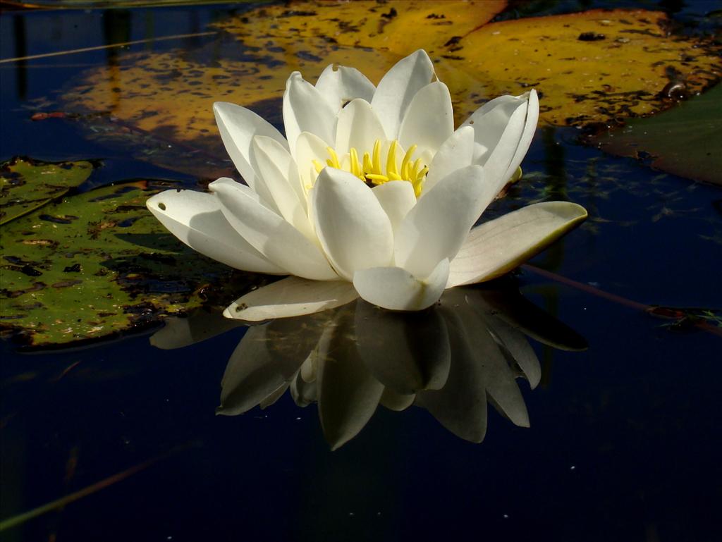 Nymphaea alba (door Joop Verburg)