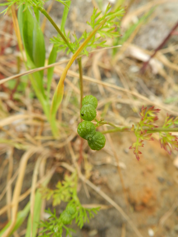 Bifora testiculata (door Rutger Barendse)