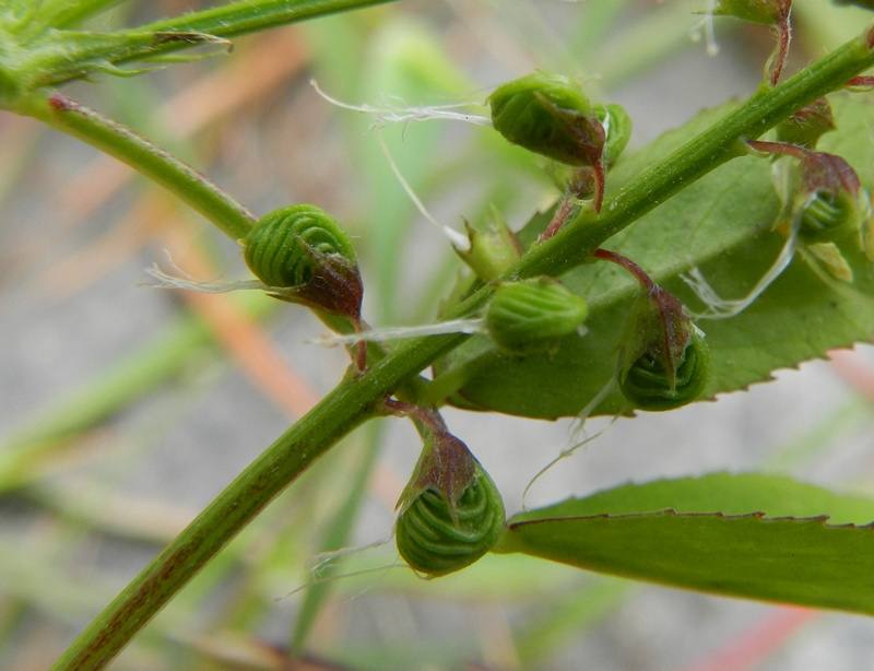 Melilotus infestus (door Rutger Barendse)