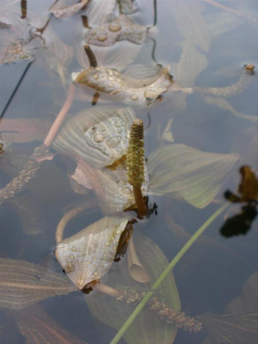 Potamogeton coloratus (door Maarten Langbroek)