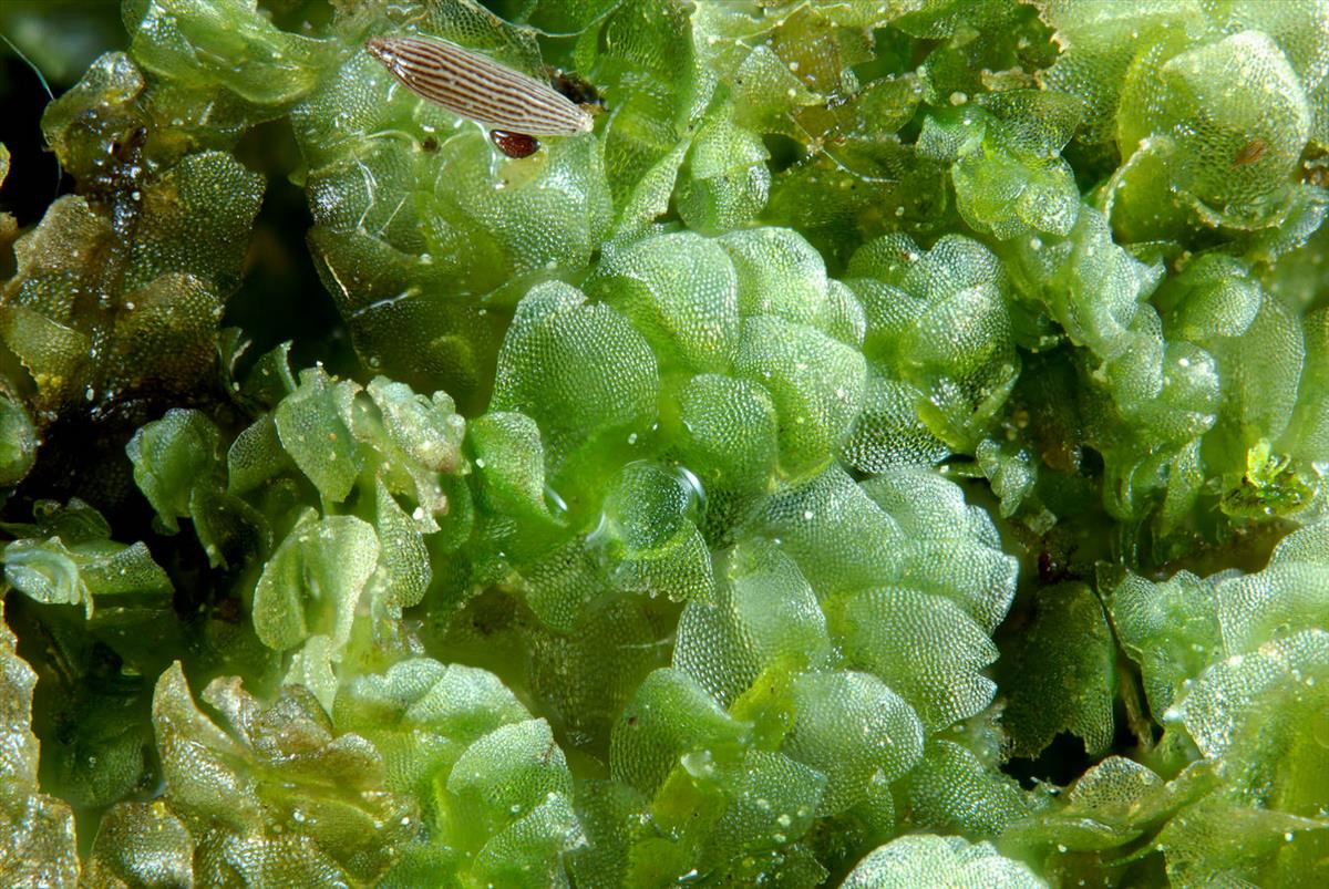 Calypogeia azurea (door Dick Haaksma)