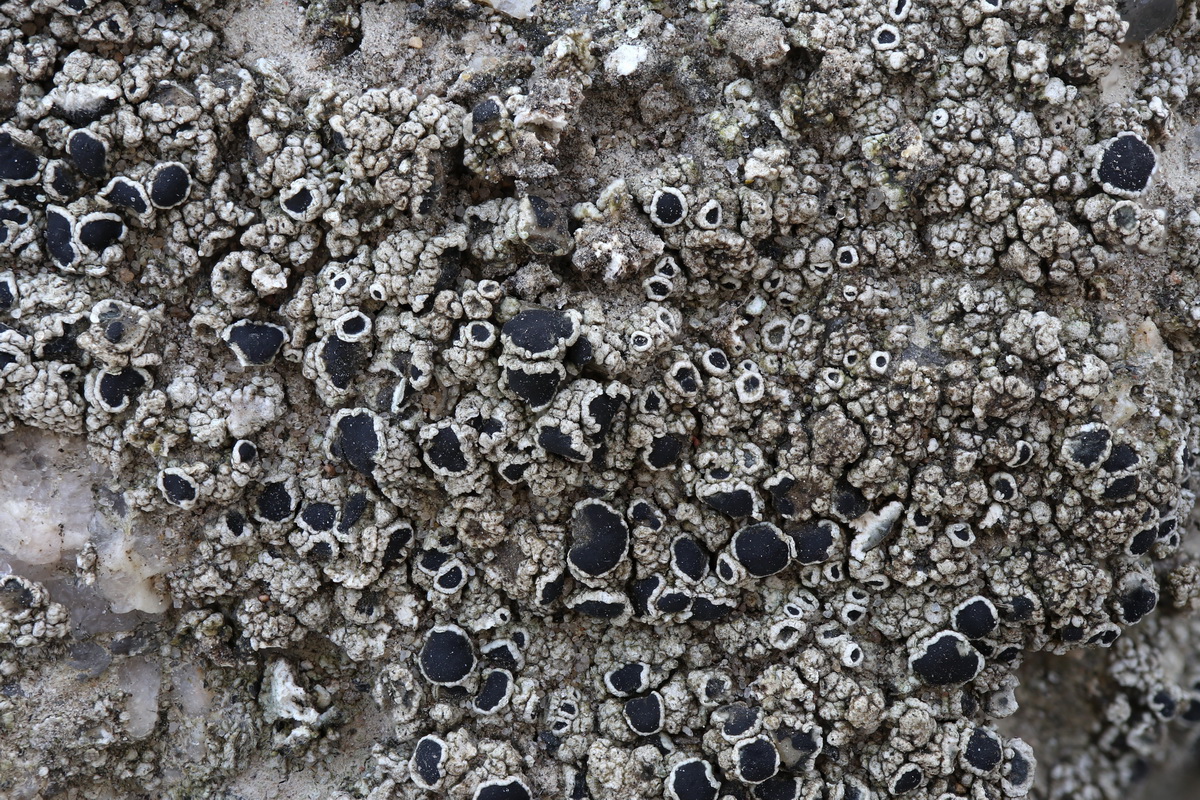 Lecanora gangaleoides (door Hans Toetenel)