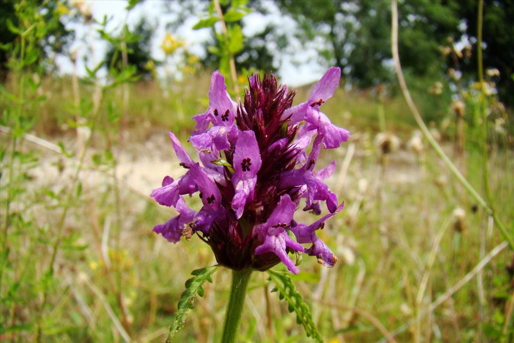 Betonica officinalis (door Joop Verburg)