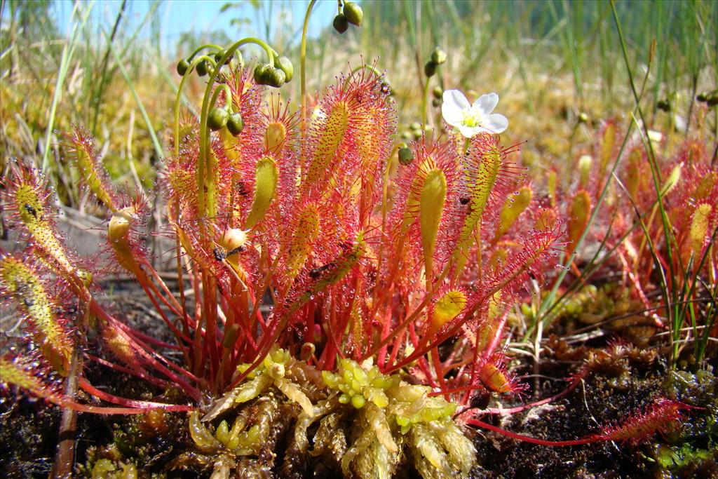 Drosera anglica (door Joop Verburg)