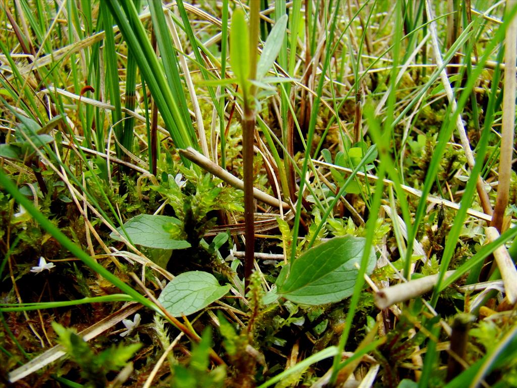 Valeriana dioica (door Joop Verburg)