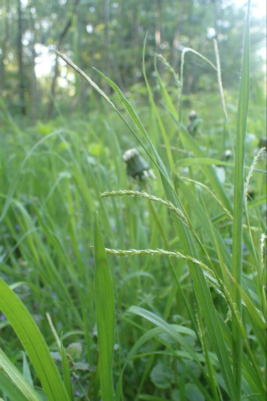 Carex strigosa (door Stef van Walsum)