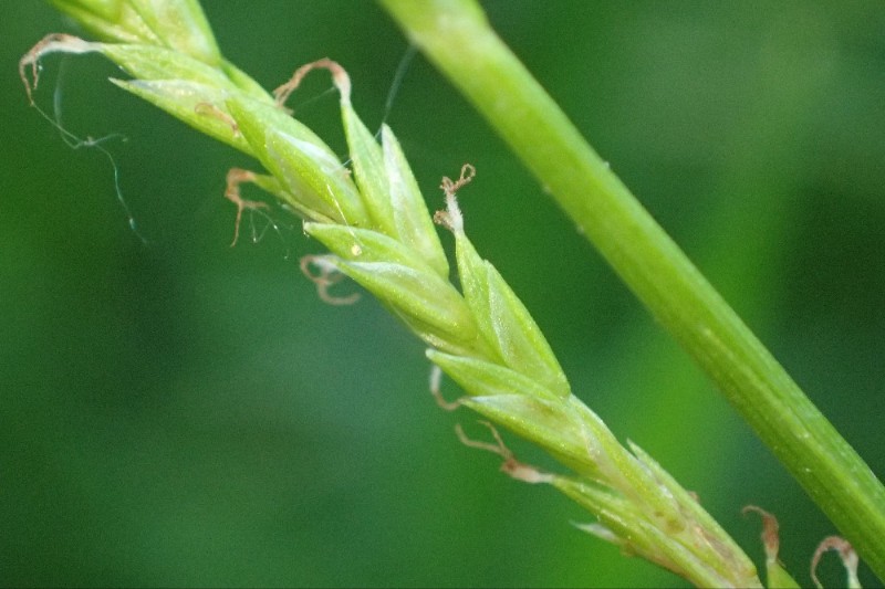 Carex strigosa (door Stef van Walsum)