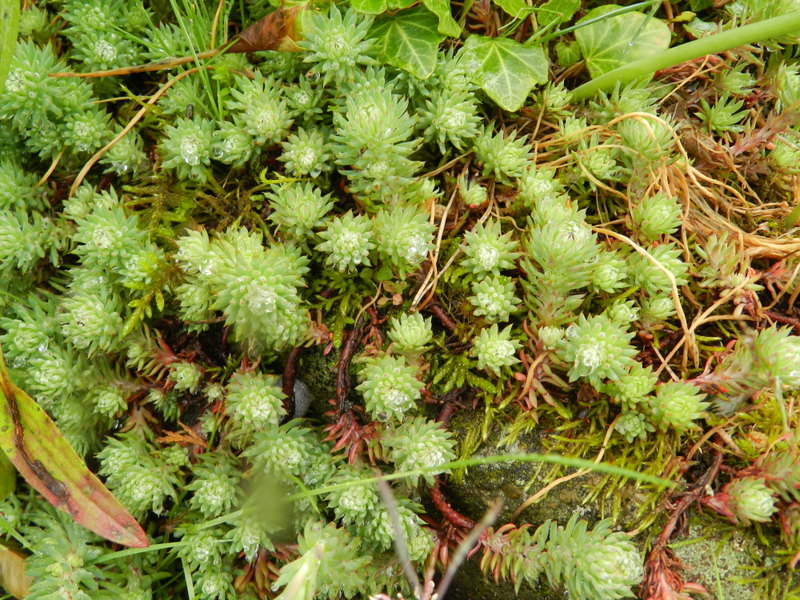 Sedum forsterianum (door Rutger Barendse)