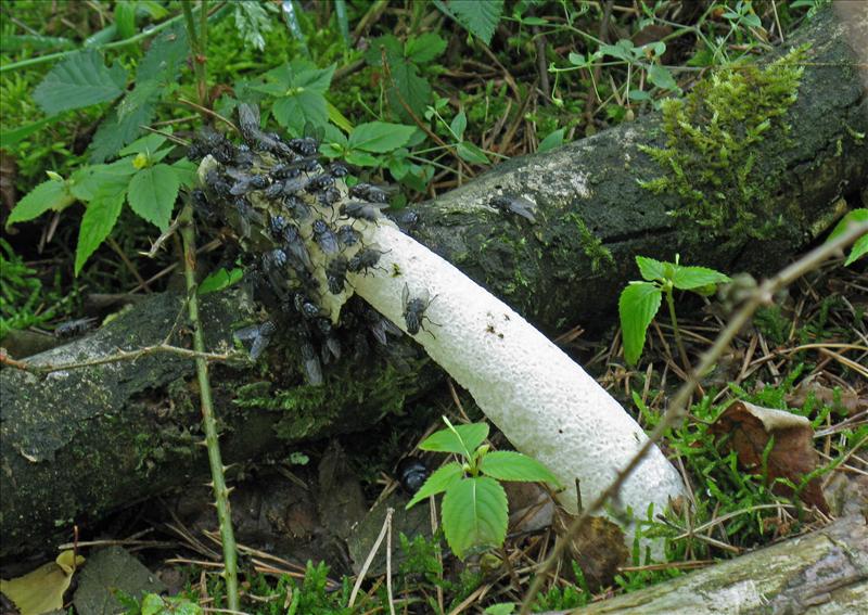 Phallus impudicus var. impudicus (door Hannie Wijers)