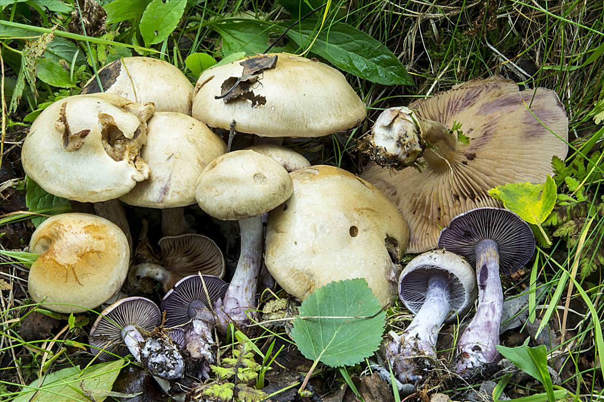Cortinarius porphyropus (door Nico Dam)