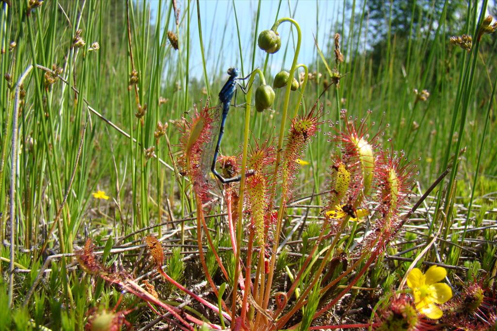 Drosera anglica (door Joop Verburg)