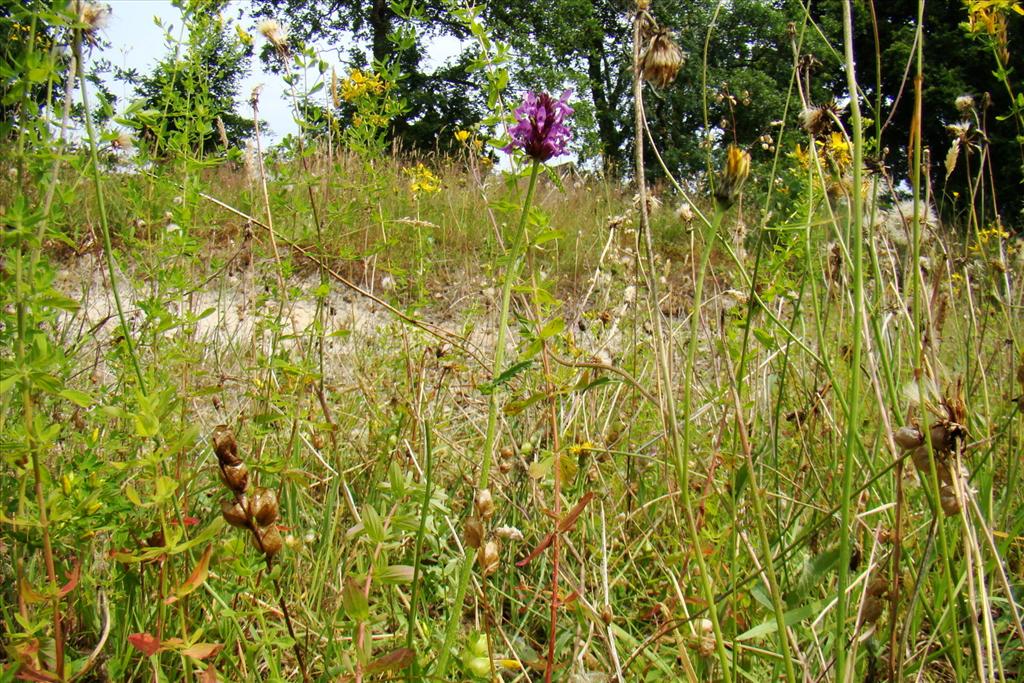 Betonica officinalis (door Joop Verburg)