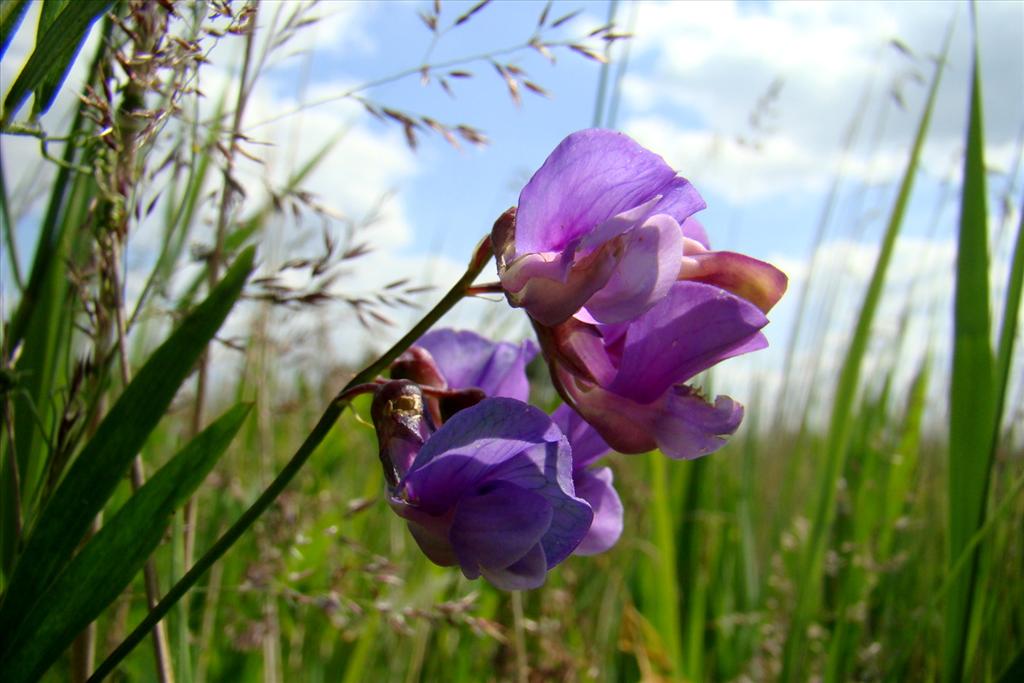 Lathyrus palustris (door Joop Verburg)