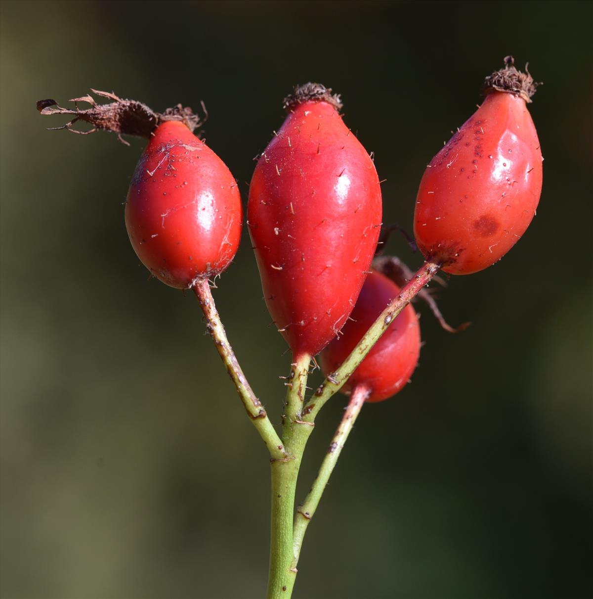 Rosa x nitidula (door Jan Klinckenberg)