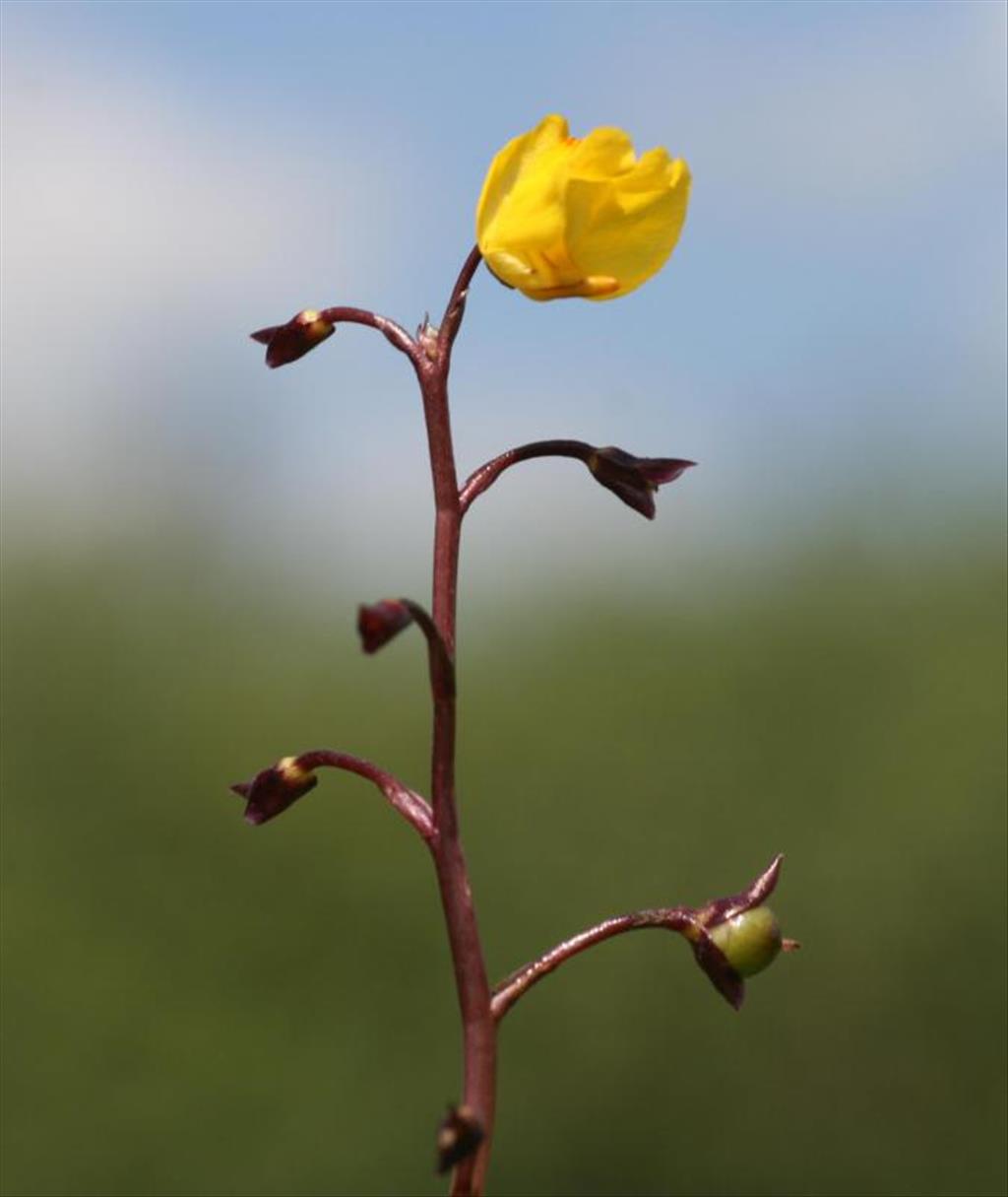 Utricularia vulgaris (door Hinko Talsma)