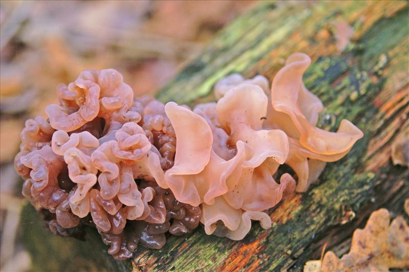 Tremella foliacea sl, incl. T. foliacea sensu Spirin et al. 2018. (door Hannie Wijers)