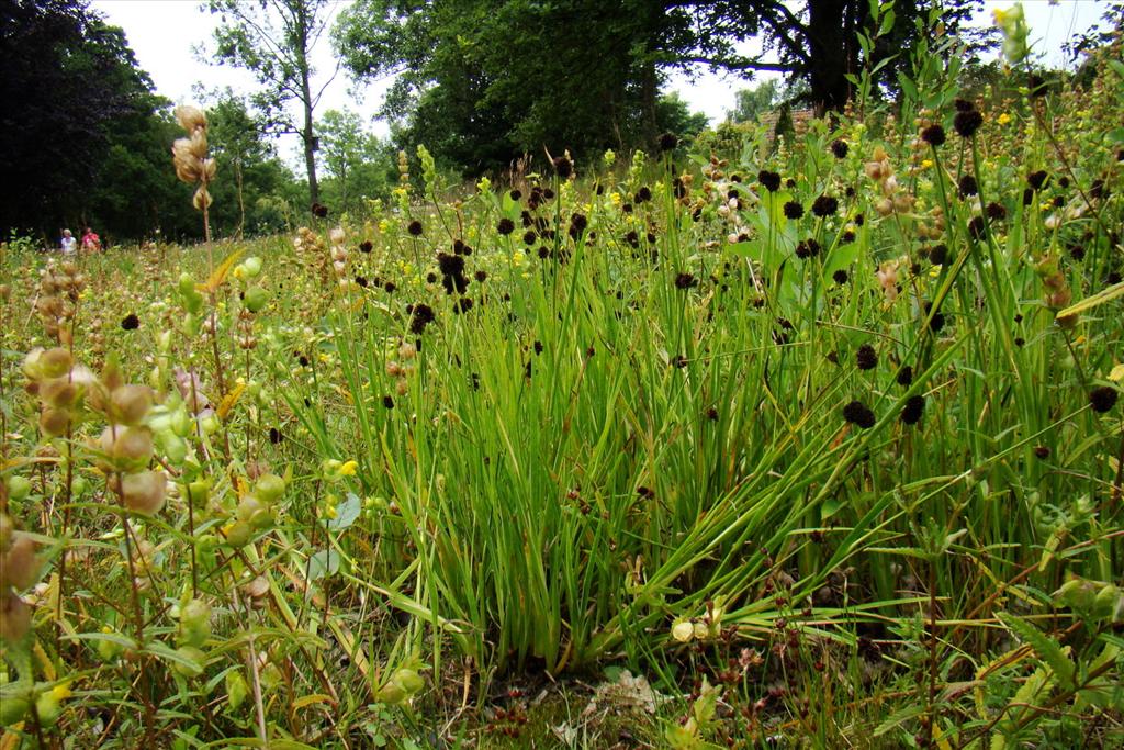 Juncus ensifolius (door Joop Verburg)