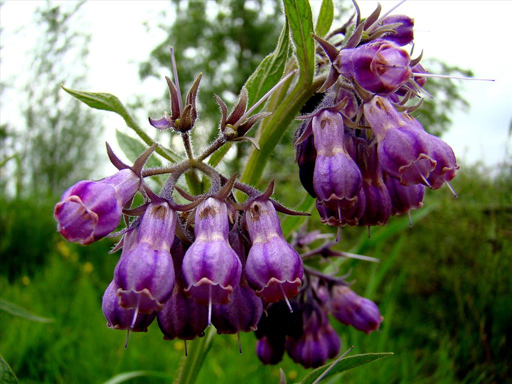 Symphytum officinale (door Joop Verburg)