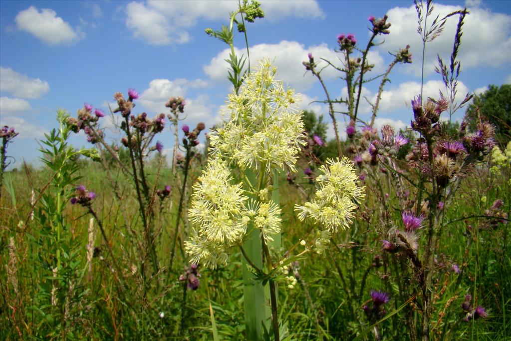 Thalictrum flavum (door Joop Verburg)