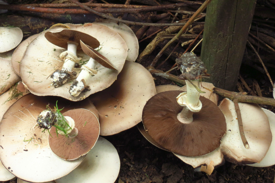 Agaricus silvicola (door Paul Coene)