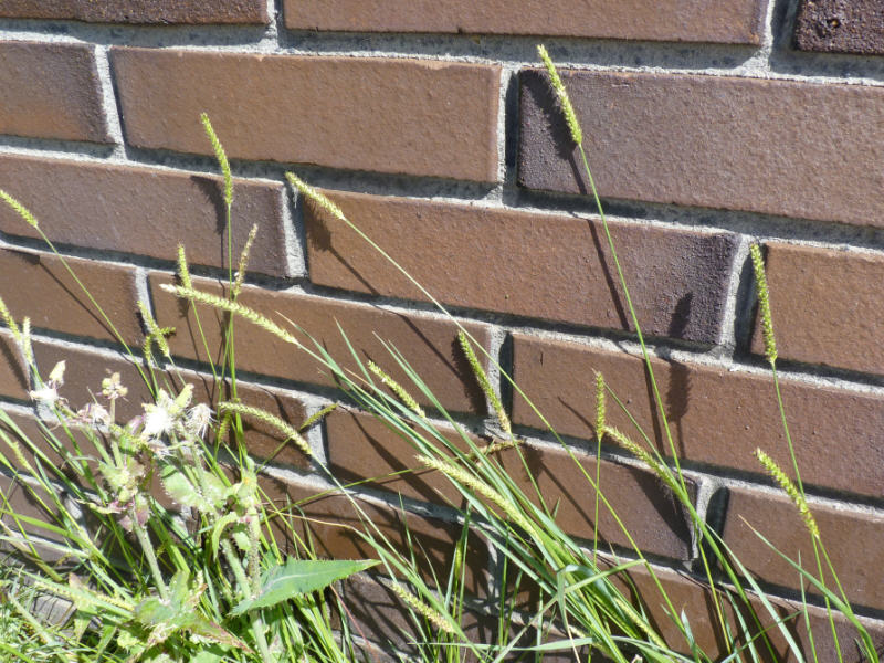 Setaria parviflora (door Peter Wetzels)