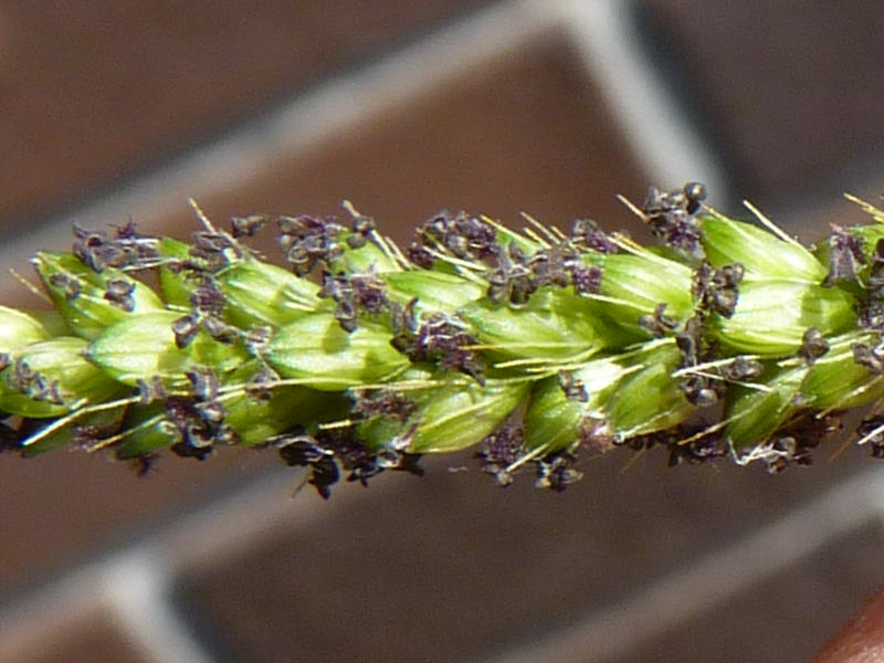 Setaria parviflora (door Peter Wetzels)