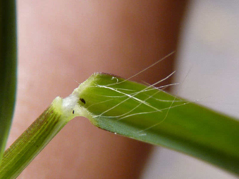 Setaria parviflora (door Peter Wetzels)