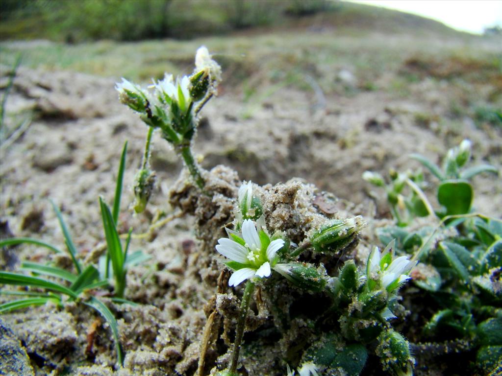 Cerastium semidecandrum (door Joop Verburg)