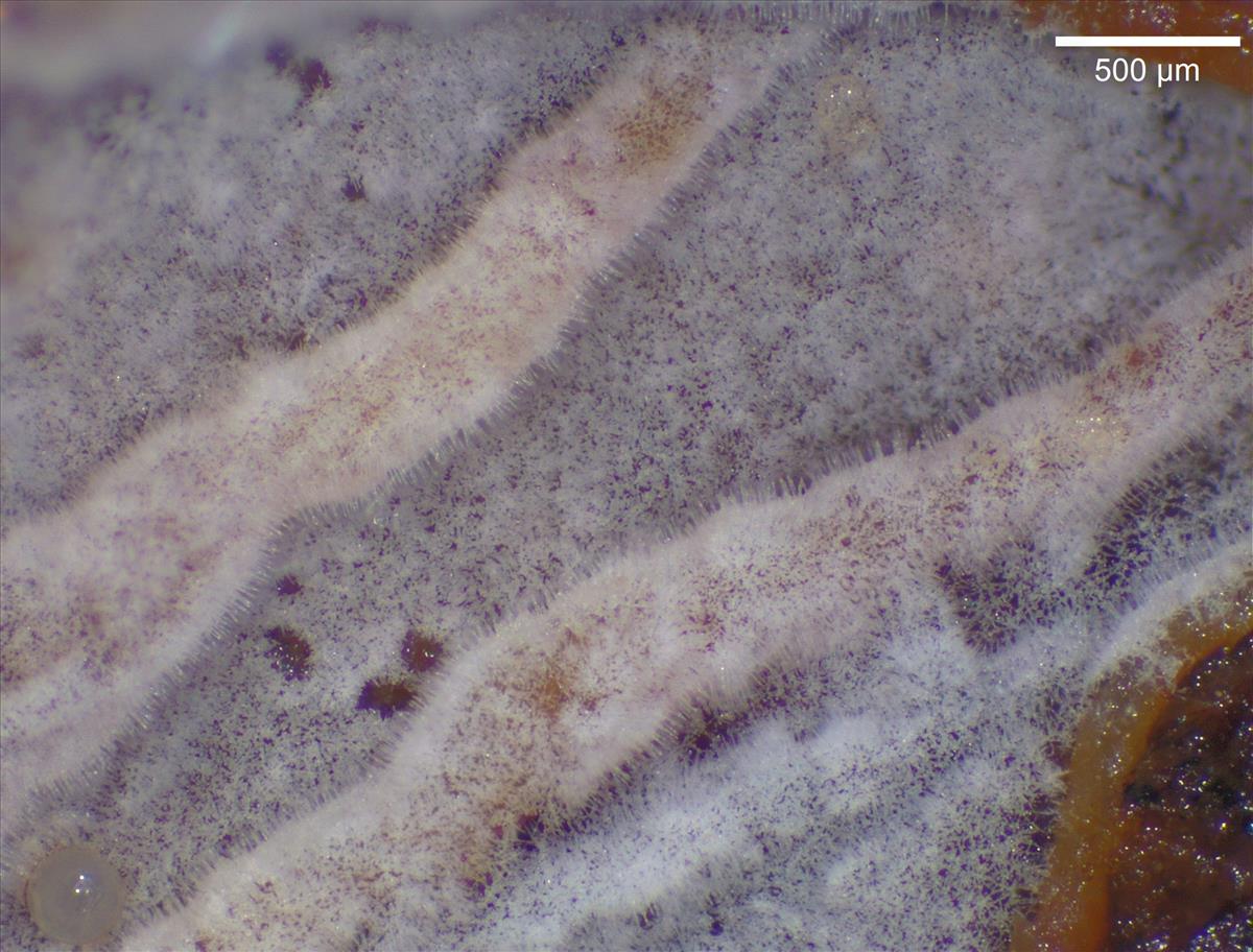 Subulicystidium longisporum (door Ida Bruggeman)