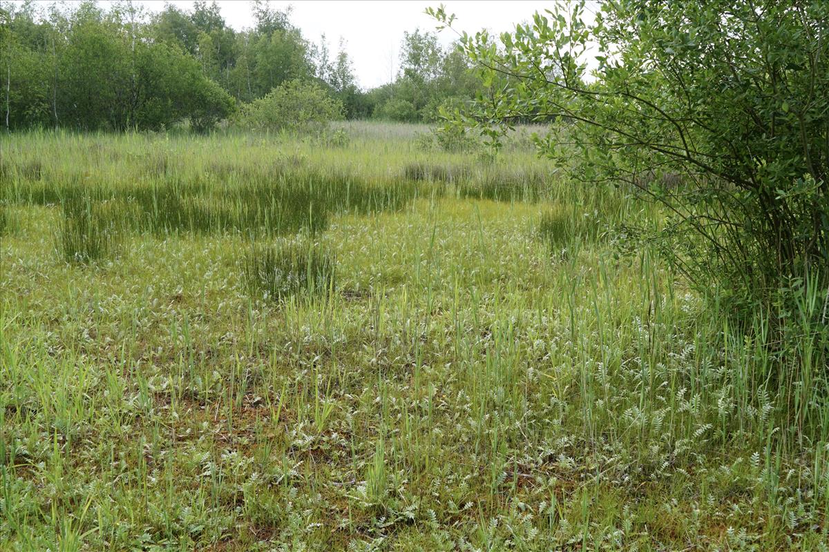 Potentilla anserina (door Jetske Metzlar)