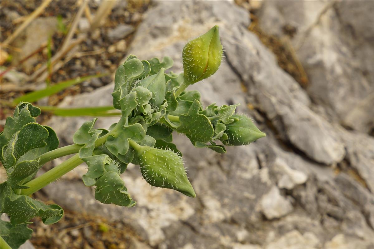 Glaucium flavum (door Jetske Metzlar)