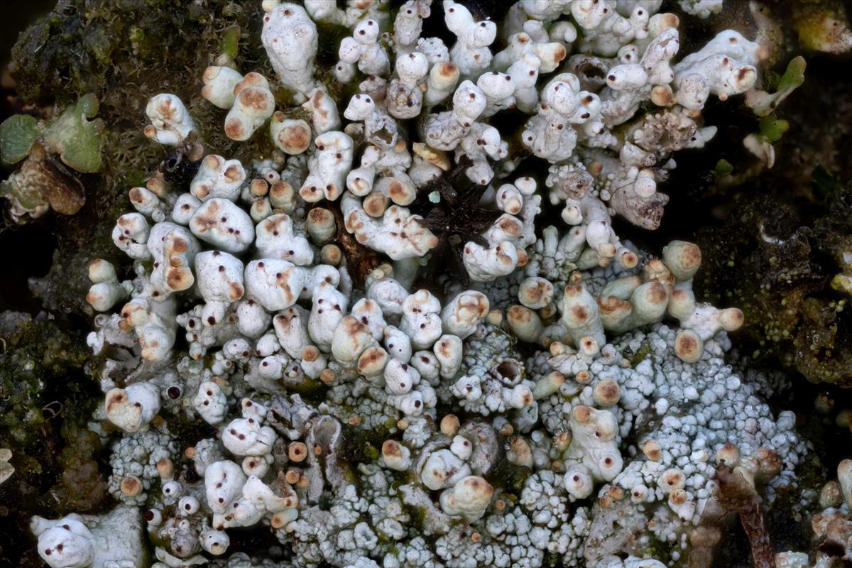 Pycnothelia papillaria (door Christophe Brochard)