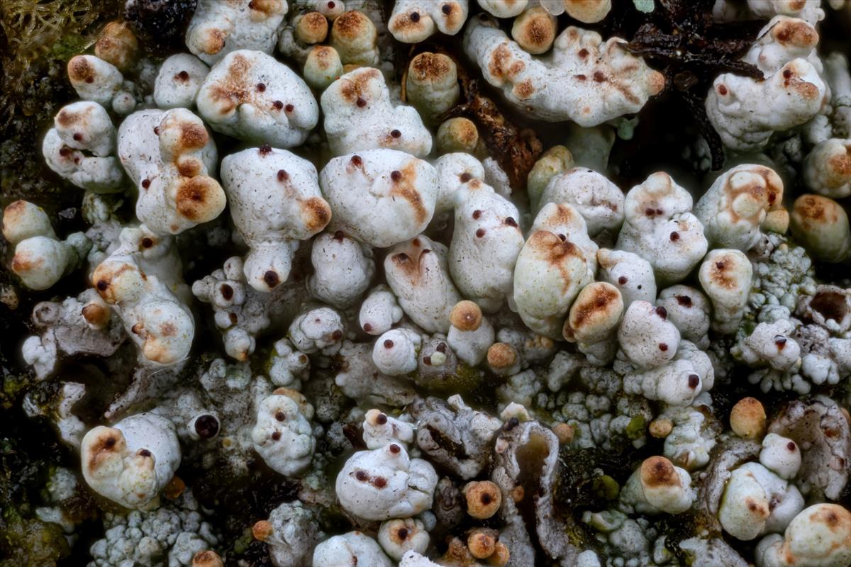 Pycnothelia papillaria (door Christophe Brochard)