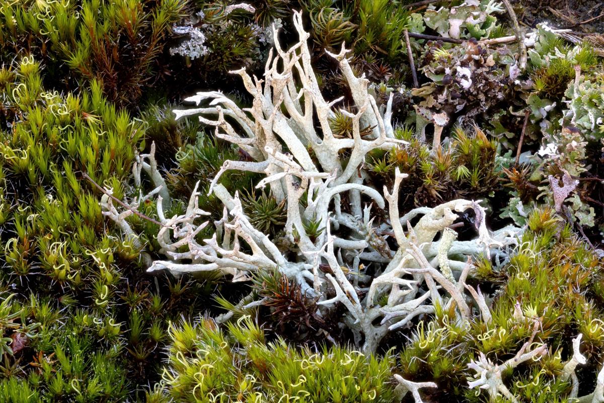 Cladonia zopfii (door Christophe Brochard)