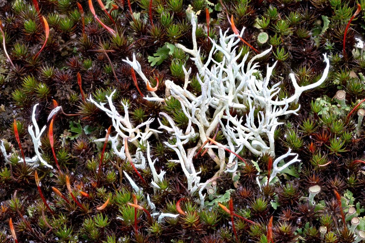 Cladonia zopfii (door Christophe Brochard)