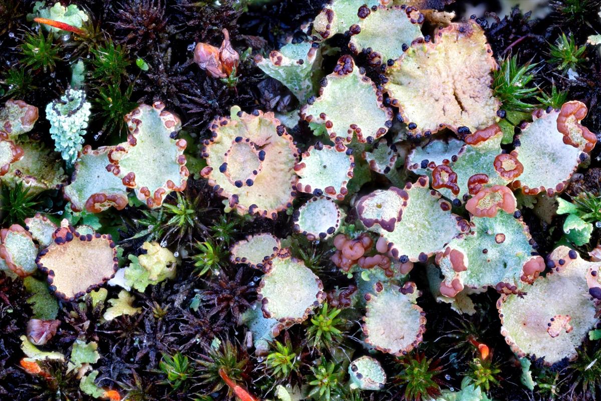 Cladonia cervicornis (door Christophe Brochard)