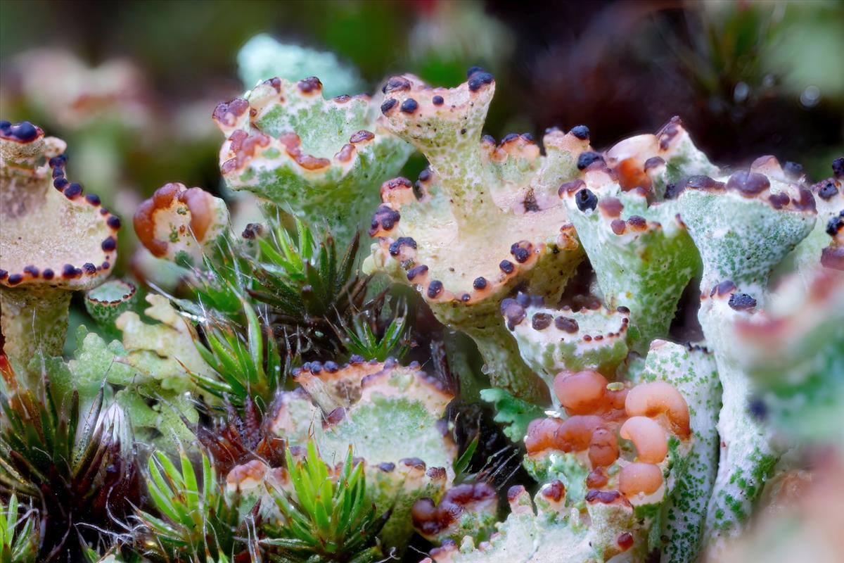 Cladonia cervicornis (door Christophe Brochard)