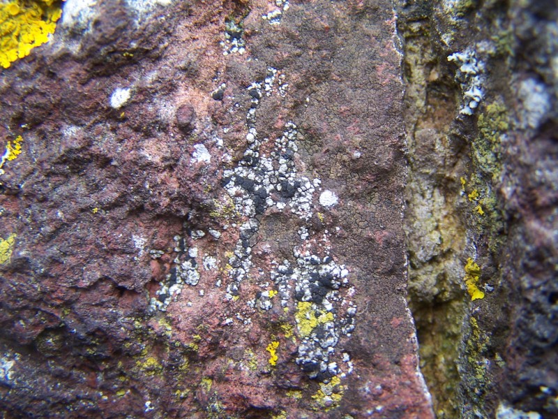 Toninia aromatica (door Peter Kroon)