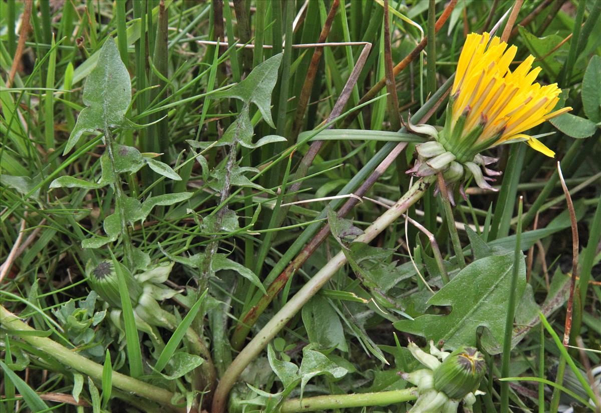 Taraxacum sublaeticolor (door Jelle J. Hofstra)