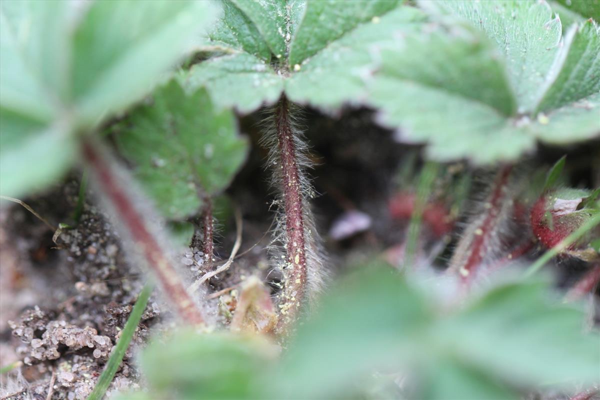 Potentilla micrantha (door Niels Eimers)