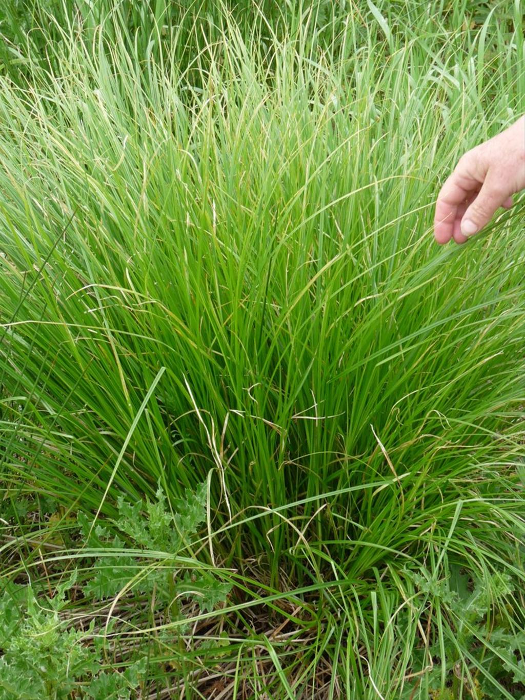 Carex vulpinoidea (door Willemien Troelstra)