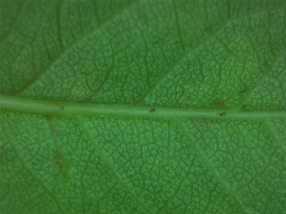 Rosa x insignis (door Jan Klinckenberg)
